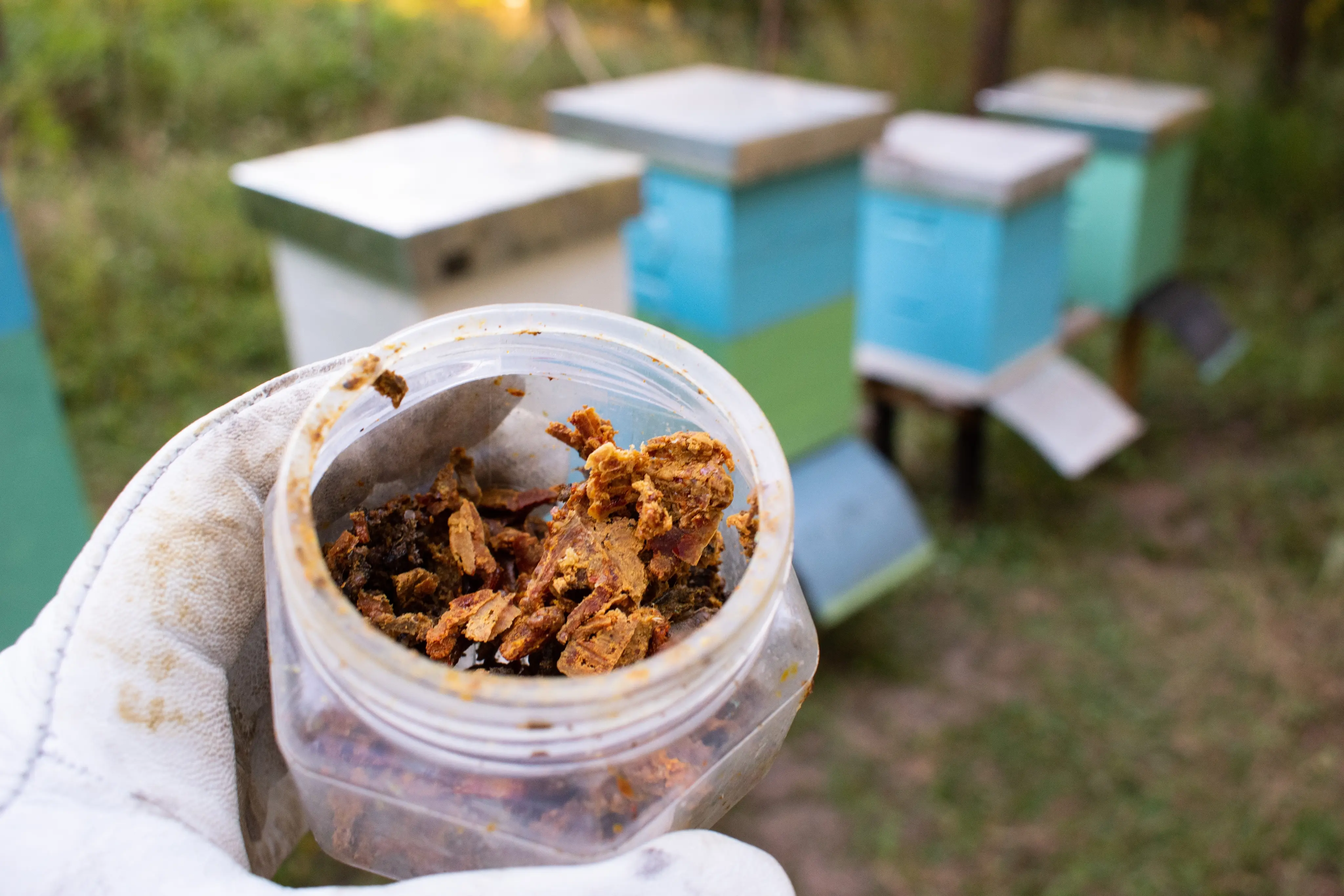 Propolis