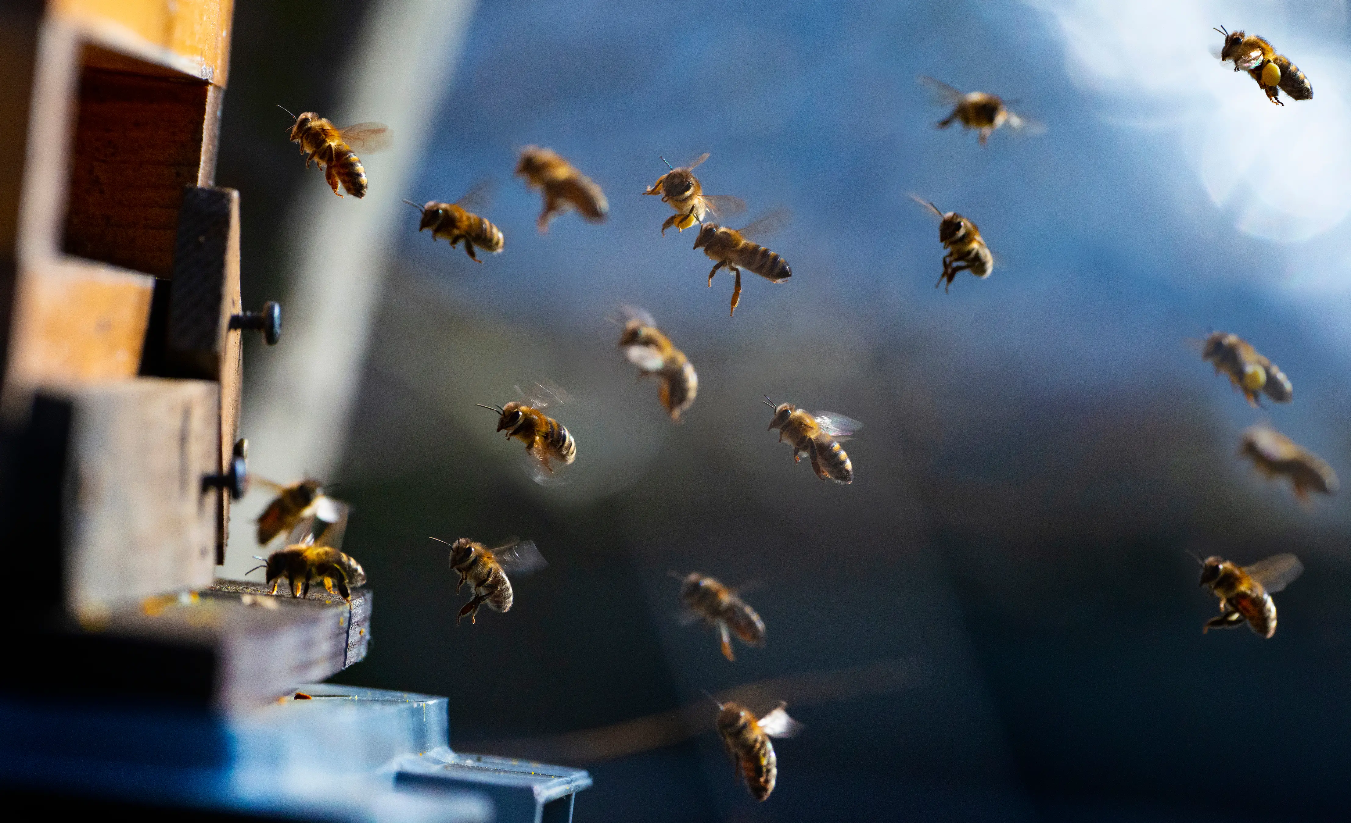 VENZ Bee Venom Joint Support
